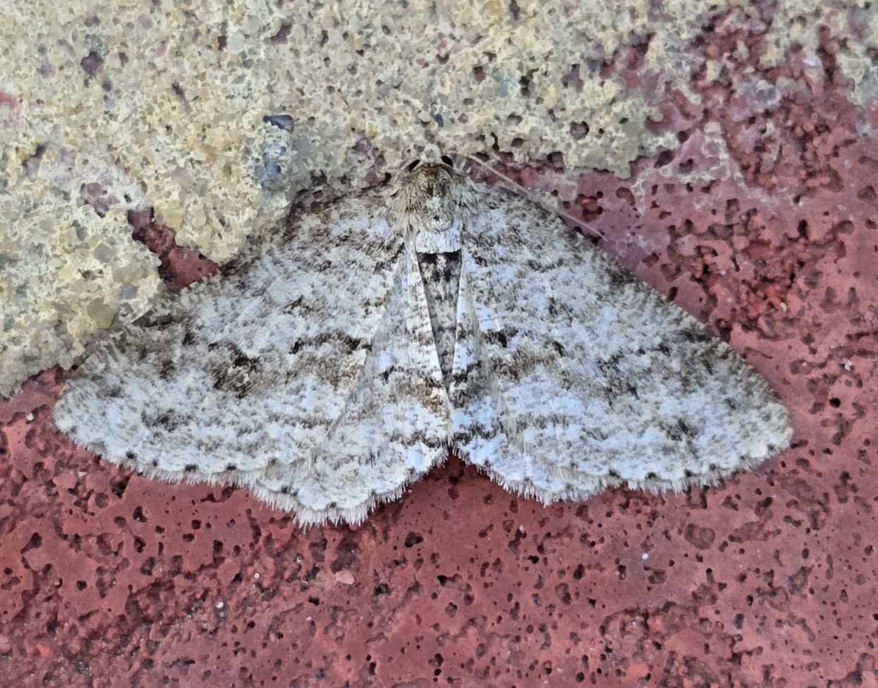 Photo of Engrailed (Ectropis crepuscularia)